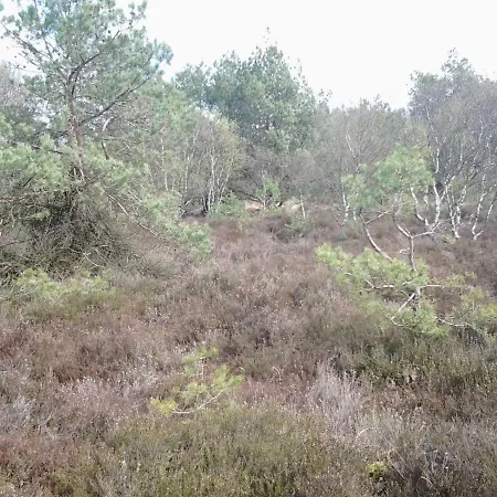Langenmoor In Der Natur! Abschalten In Der Abgelegenheit! Haustiere Willkommen! *