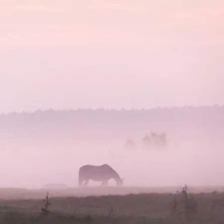 Langenmoor In Der Natur! Abschalten In Der Abgelegenheit! Haustiere Willkommen! * Armstorf