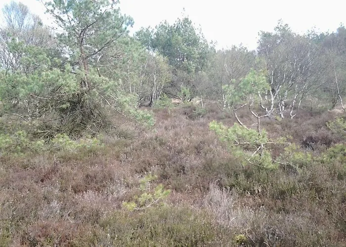 Langenmoor In Der Natur! Abschalten In Der Abgelegenheit! Haustiere Willkommen! *