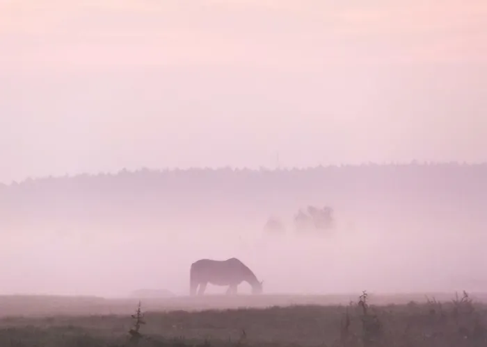 Langenmoor In Der Natur! Abschalten In Der Abgelegenheit! Haustiere Willkommen! * Armstorf